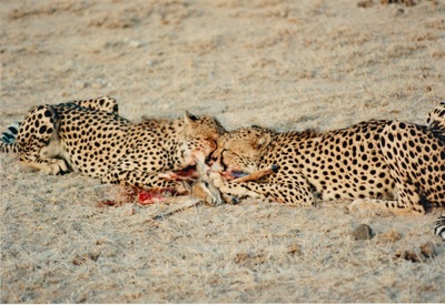 picture of Samburu Reserve
 Kenya