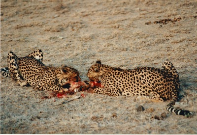 picture of Samburu Reserve
 Kenya