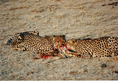 picture of Samburu Reserve
 Kenya