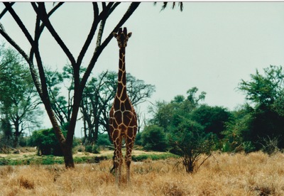 picture of Samburu Reserve
 Kenya