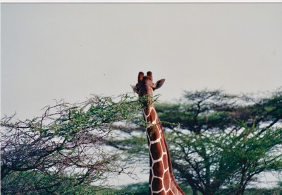 picture of Samburu Reserve
 Kenya
