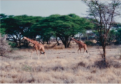 picture of Samburu Reserve
 Kenya