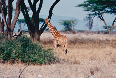 picture of Samburu Reserve
 Kenya