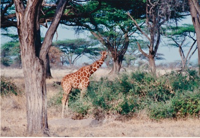 picture of Samburu Reserve
 Kenya