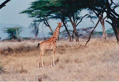 picture of Samburu Reserve
 Kenya