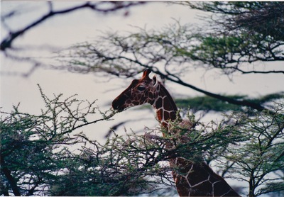 picture of Samburu Reserve
 Kenya