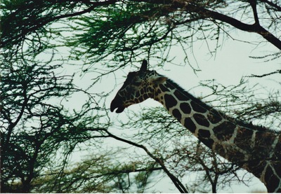 picture of Samburu Reserve
 Kenya