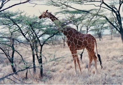 picture of Samburu Reserve
 Kenya