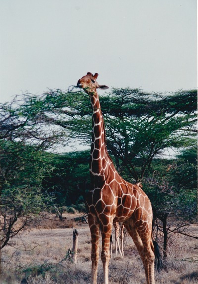 picture of Samburu Reserve
 Kenya