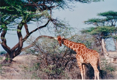 picture of Samburu Reserve
 Kenya