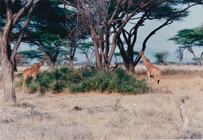 picture of Samburu Reserve
 Kenya