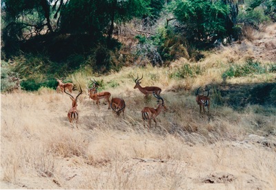 picture of Samburu Reserve
 Kenya