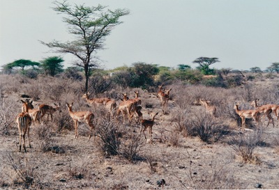picture of Samburu Reserve
 Kenya