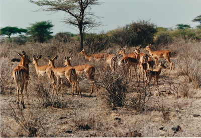 picture of Samburu Reserve
 Kenya