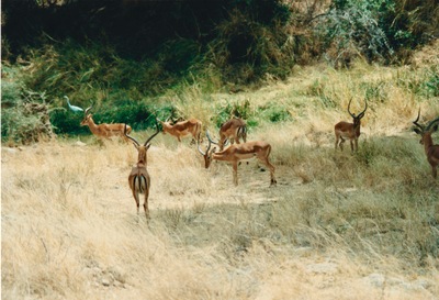 picture of Samburu Reserve
 Kenya