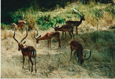 picture of Samburu Reserve
 Kenya