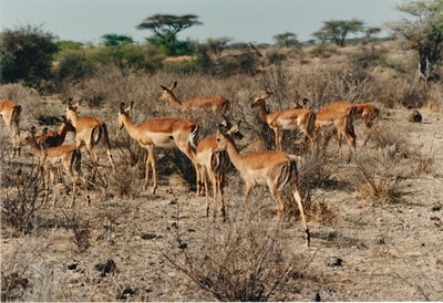 picture of Samburu Reserve
 Kenya