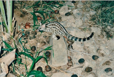 picture of Shaba Sarova Lodge
 Kenya