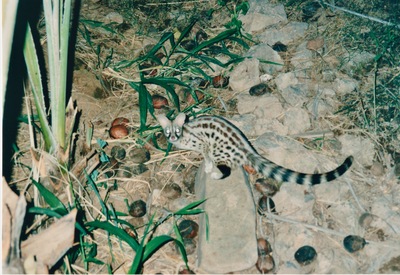 picture of Shaba Sarova Lodge
 Kenya