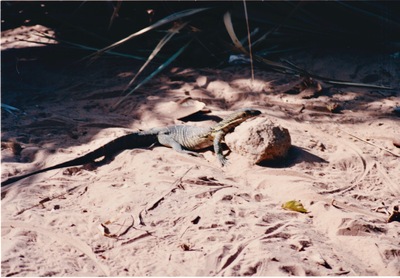 picture of Shaba Sarova Lodge
 Kenya