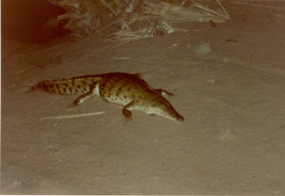 picture of Shaba Sarova Lodge
 Kenya