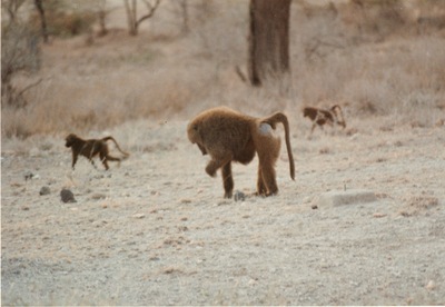 picture of Shaba Sarova Lodge
 Kenya