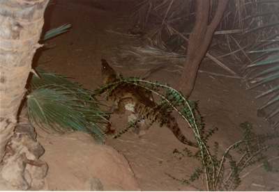 picture of Shaba Sarova Lodge
 Kenya