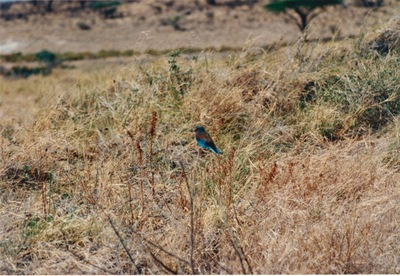picture of Shaba Sarova Lodge
 Kenya