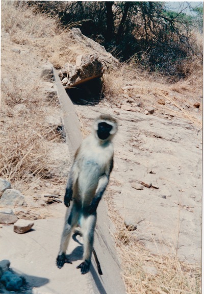 picture of Shaba Sarova Lodge
 Kenya