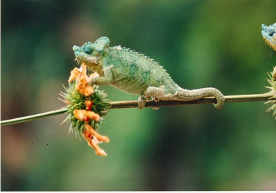picture of Thompsons Falls
 Kenya