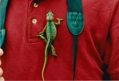 picture of Thompsons Falls
 Kenya