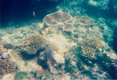 picture of Watamu
 Kenya