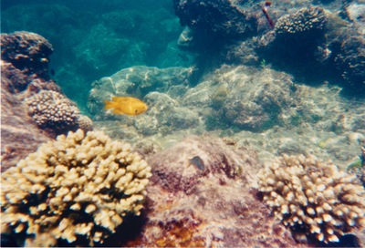 picture of Watamu
 Kenya