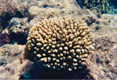 picture of Watamu
 Kenya