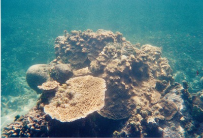 picture of Watamu
 Kenya