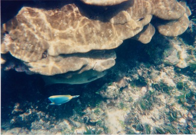 picture of Watamu
 Kenya