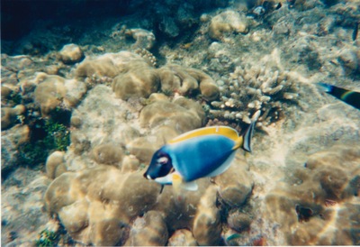 picture of Watamu
 Kenya