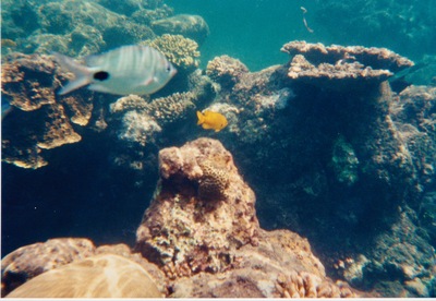 picture of Watamu
 Kenya