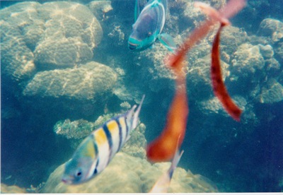 picture of Watamu
 Kenya