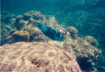 picture of Watamu
 Kenya