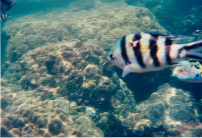 picture of Watamu
 Kenya