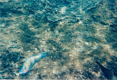 picture of Watamu
 Kenya