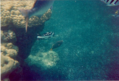 picture of Watamu
 Kenya