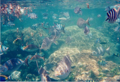 picture of Watamu
 Kenya