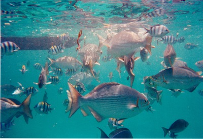 picture of Watamu
 Kenya