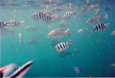 picture of Watamu
 Kenya