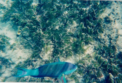 picture of Watamu
 Kenya