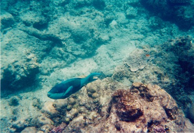 picture of Watamu
 Kenya