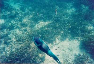 picture of Watamu
 Kenya