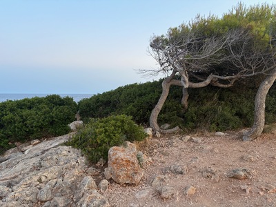 picture of Cala D'or
 Majorca